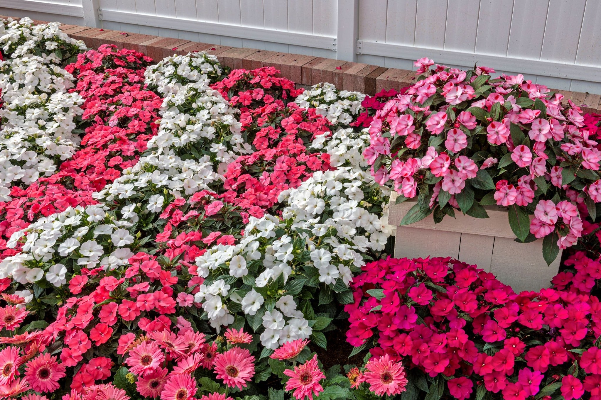Sunpatiens