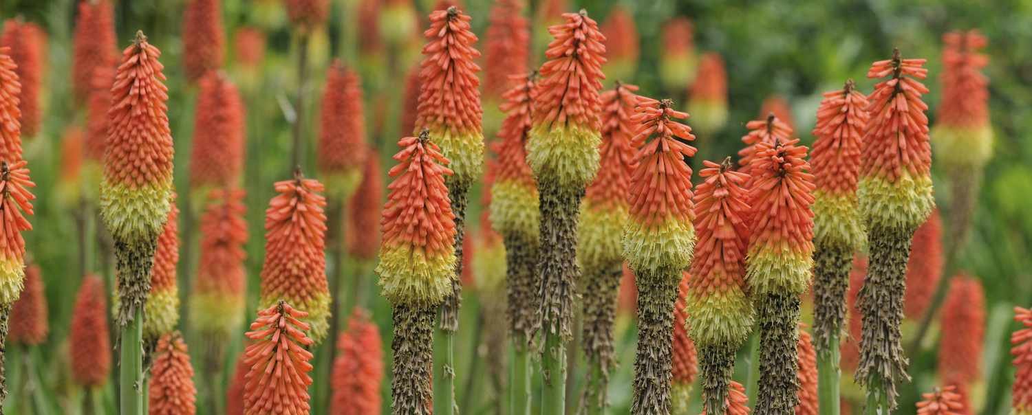 Kniphofia