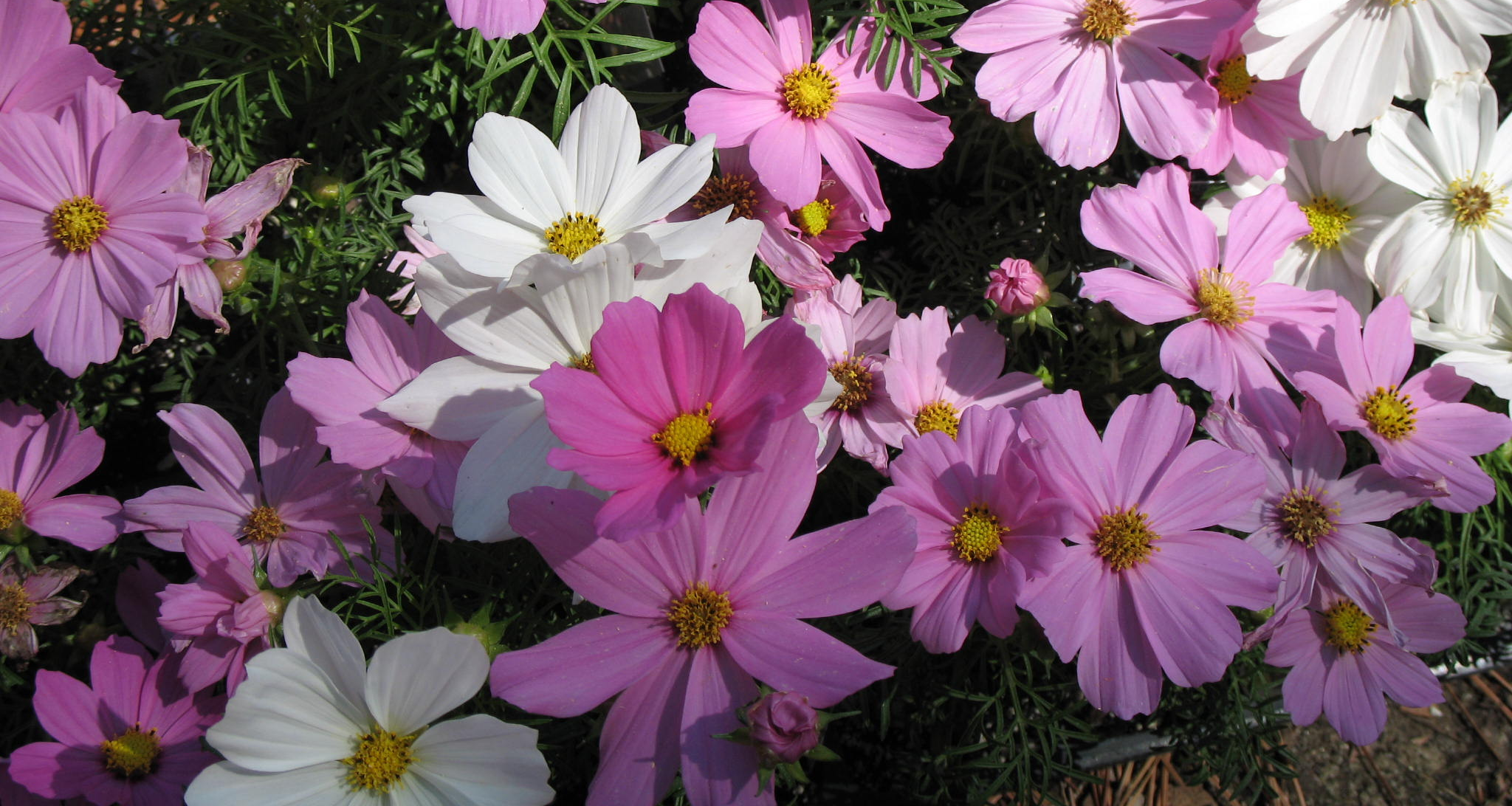 Cosmos