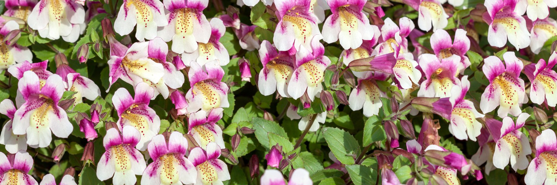 Mimulus