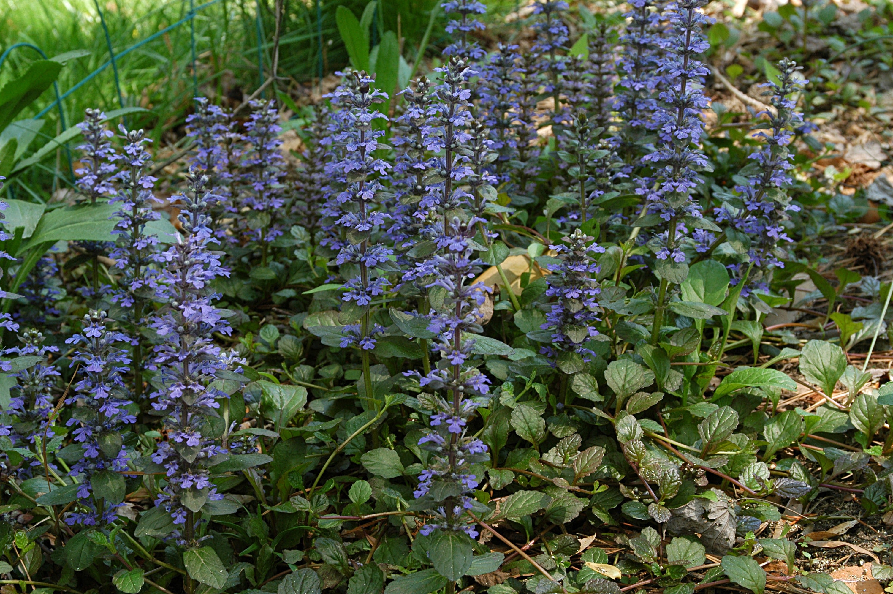 Ajuga