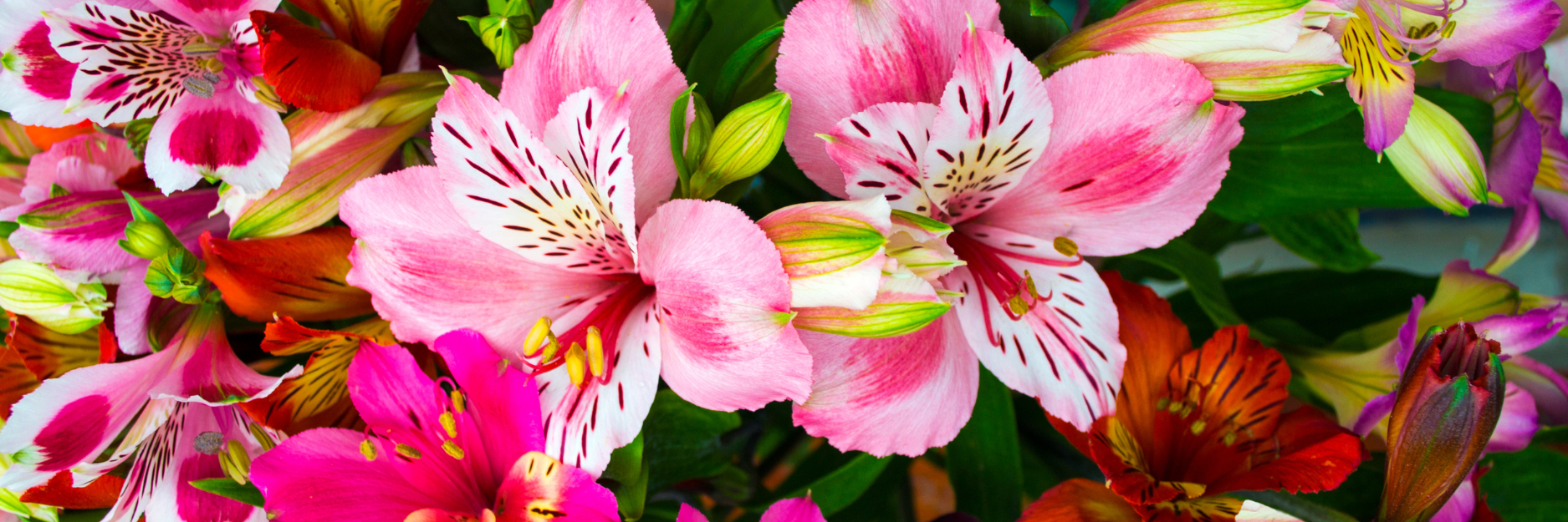 Alstroemeria