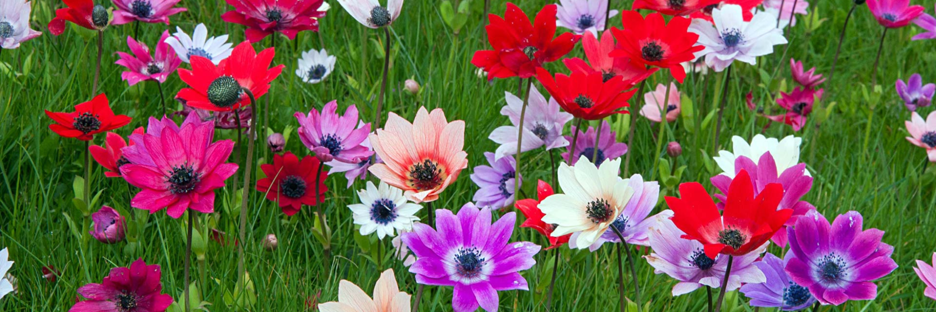 Anemone