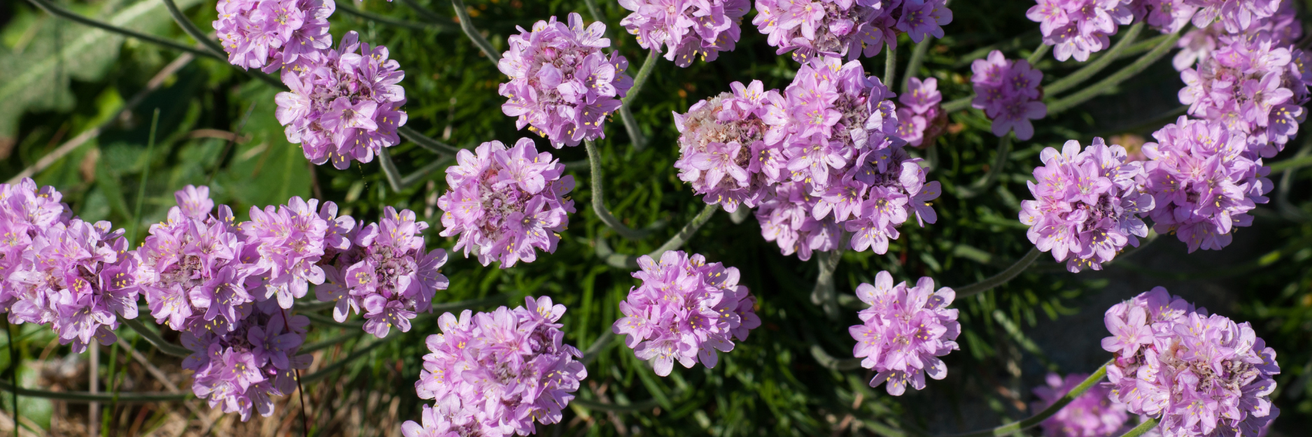 Armeria