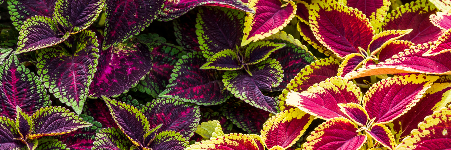 Coleus