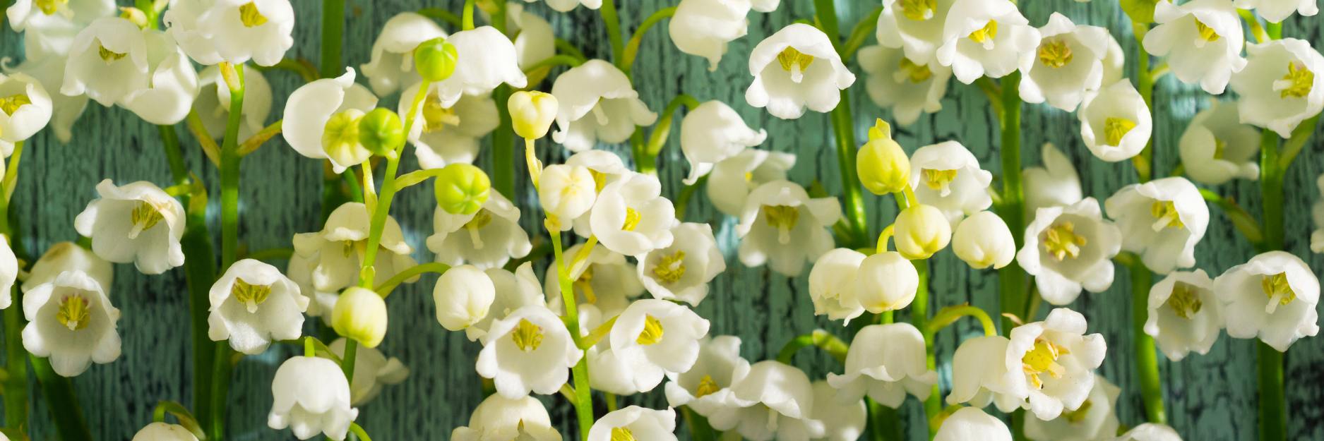 Convallaria – Growtanical