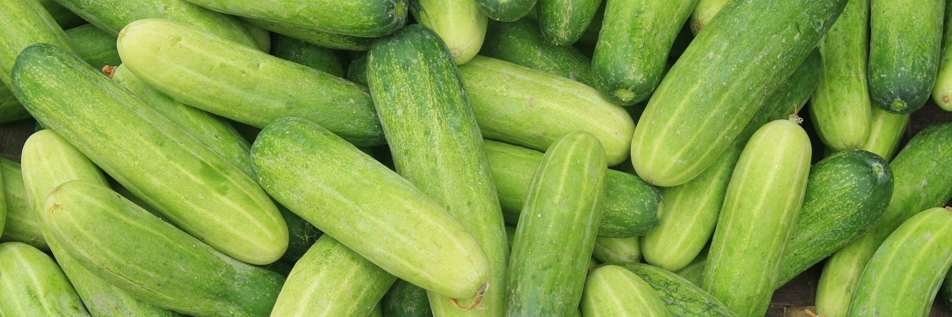 Cucumber