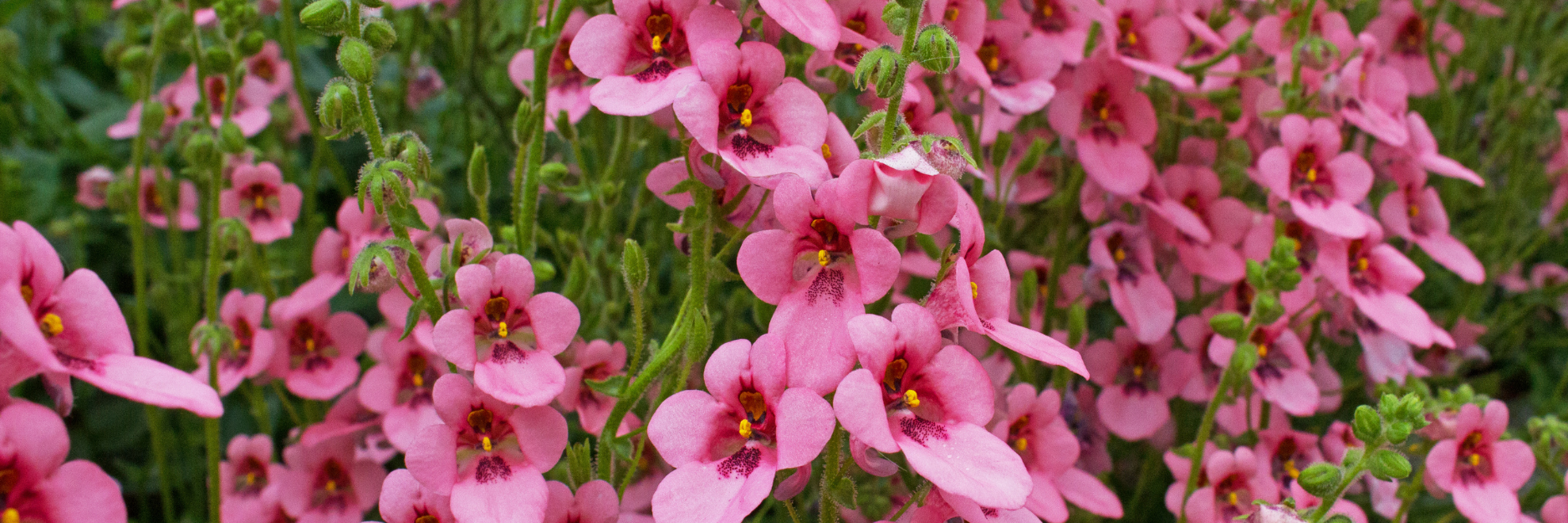 Diascia