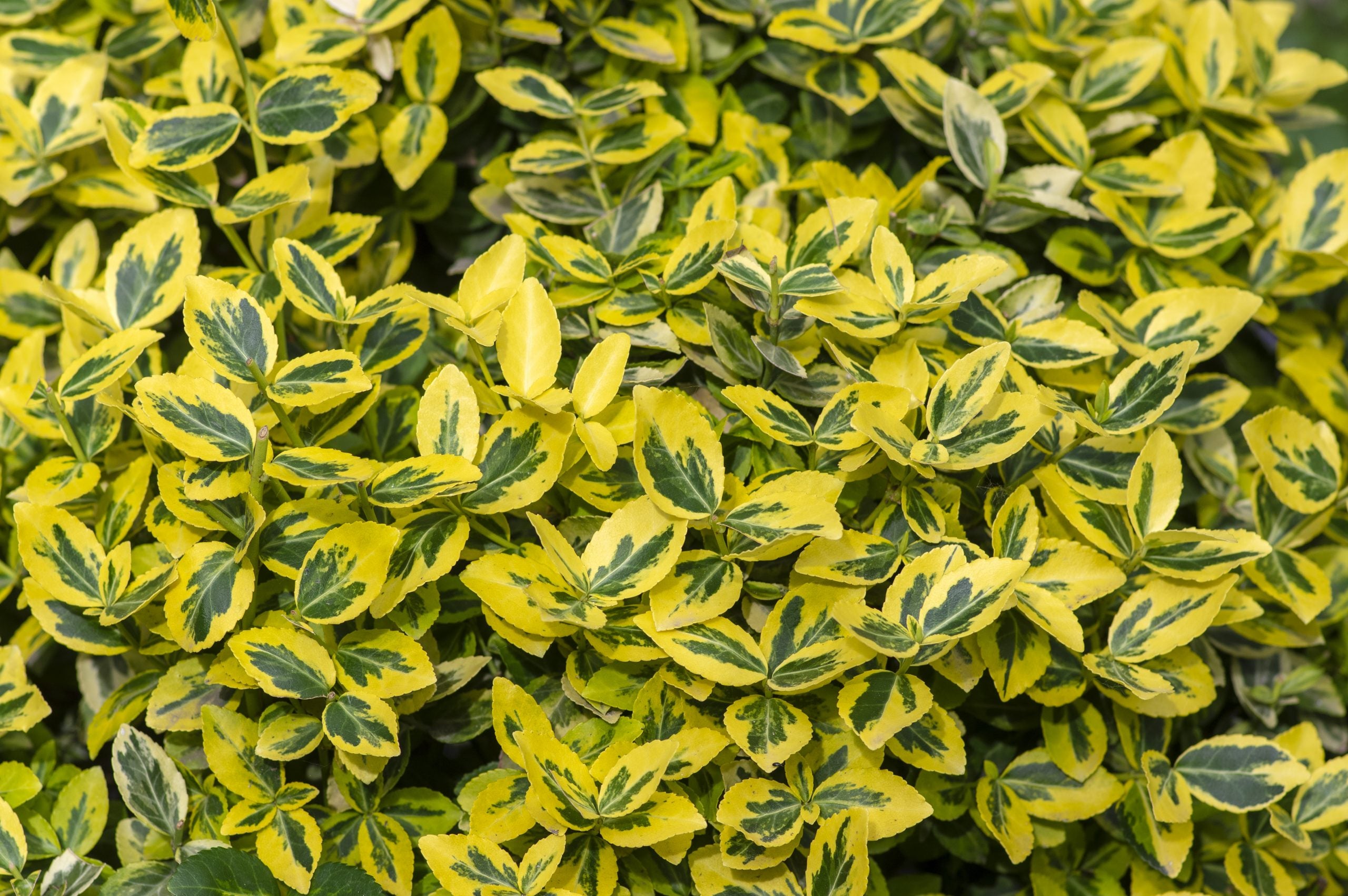 Euonymus