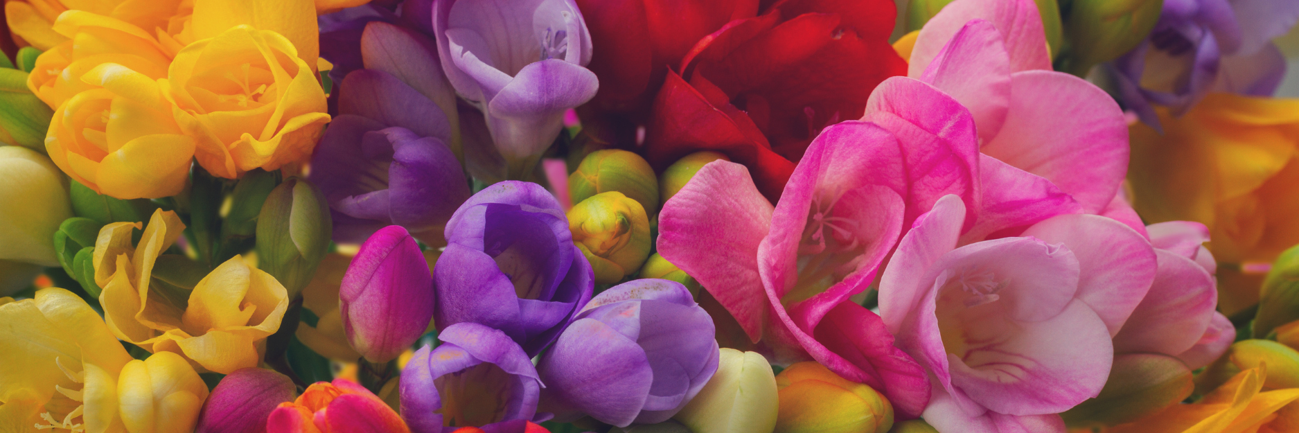 Freesia