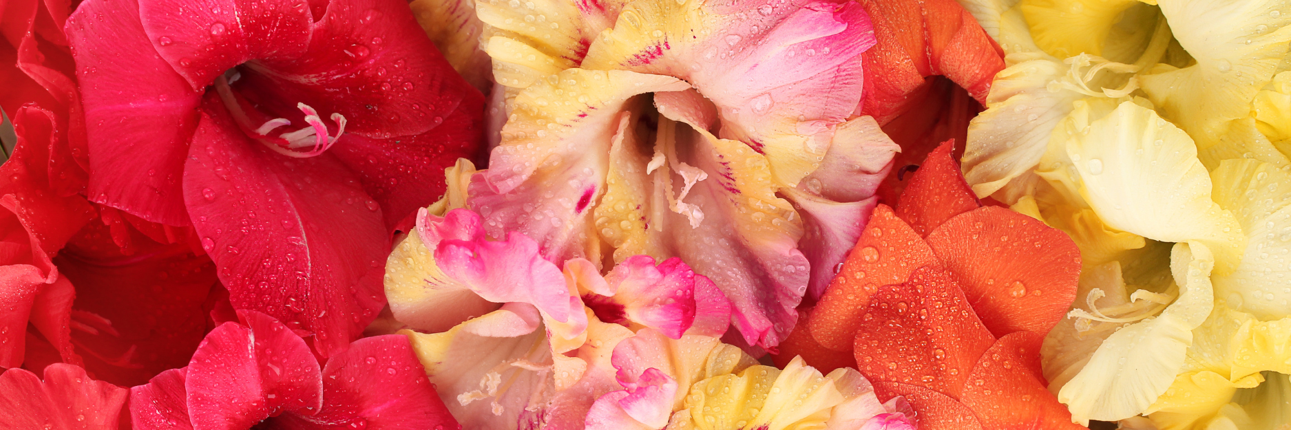 Gladioli