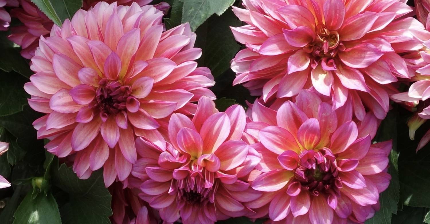 Dahlia