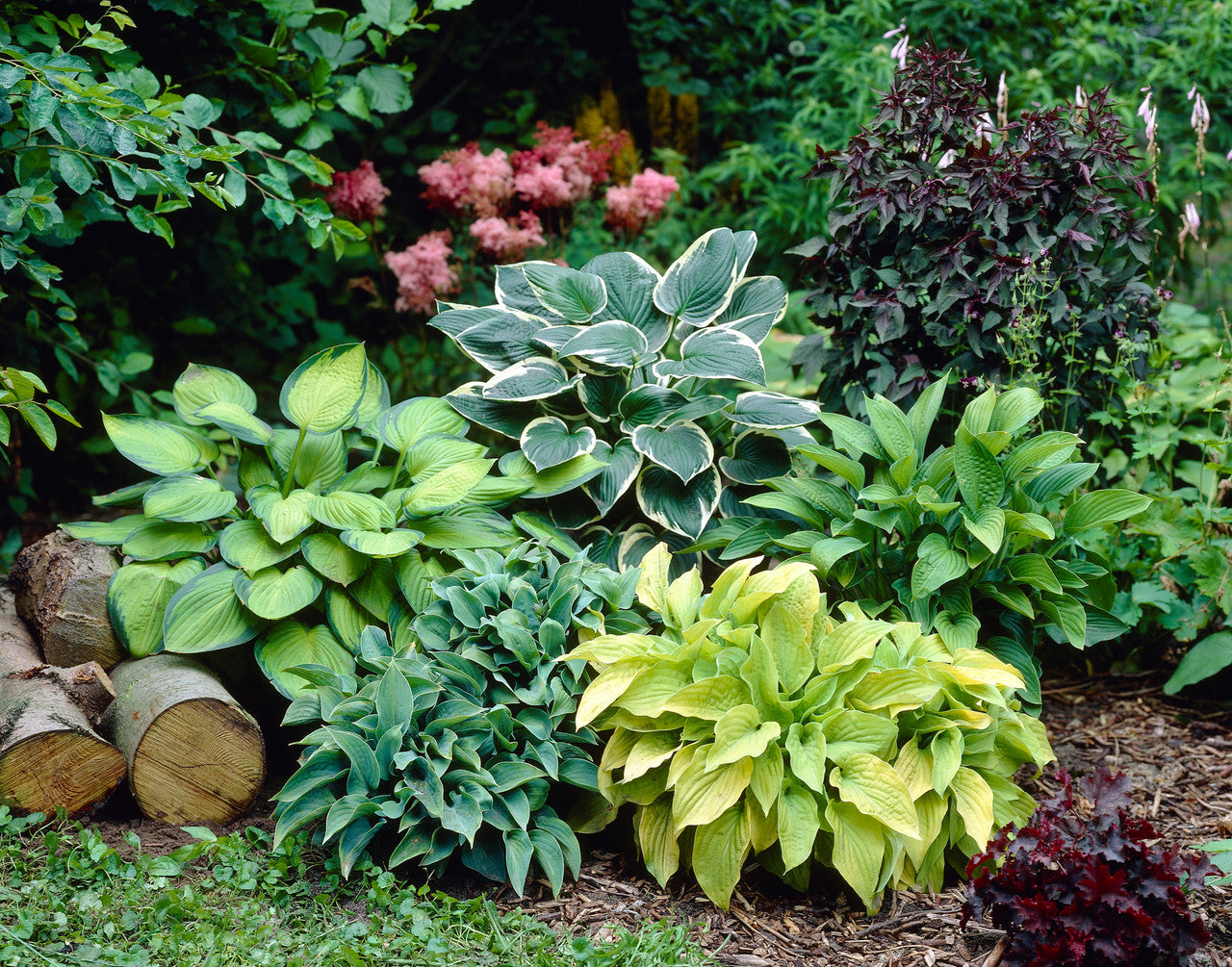 Bare Root Plants