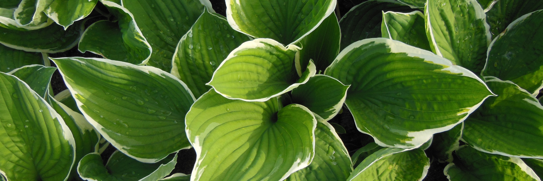 Hosta