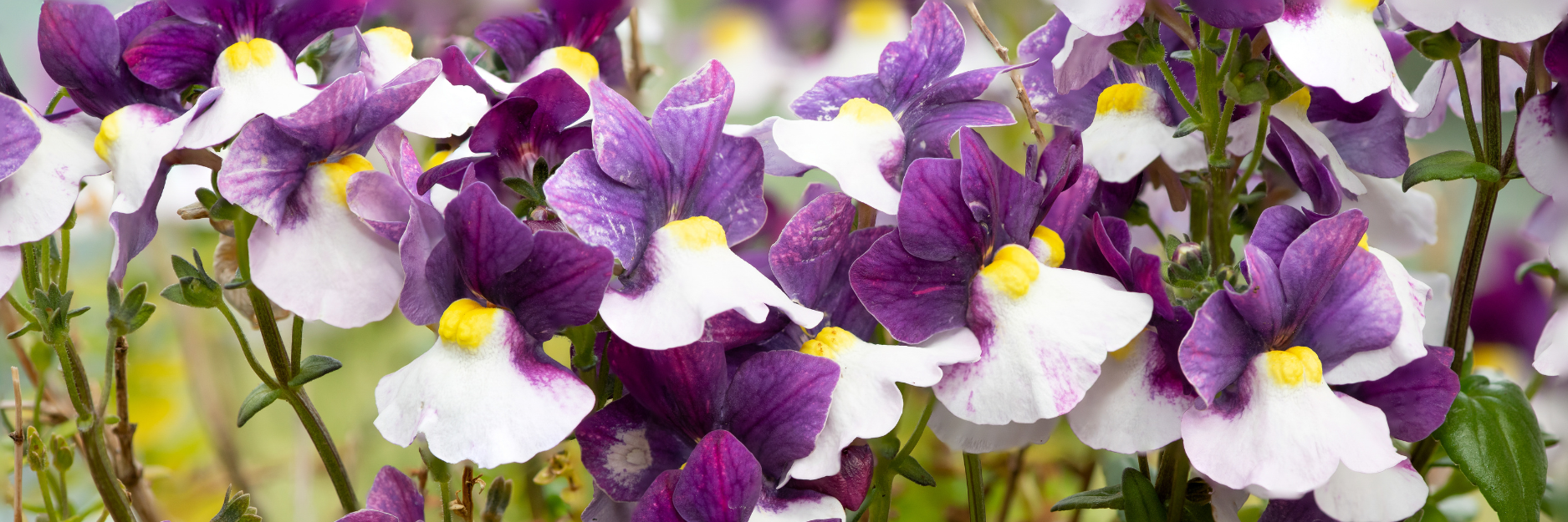 Nemesia