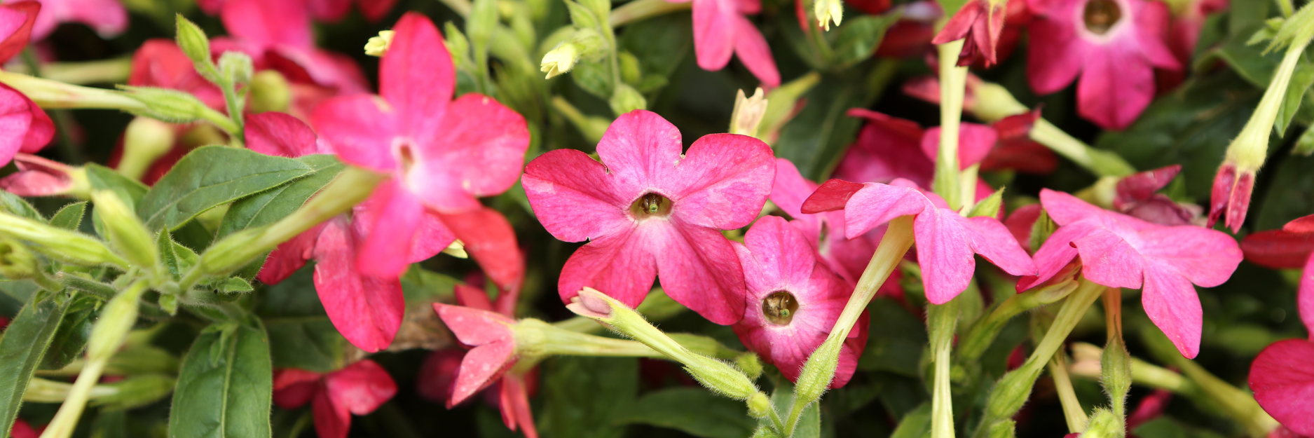 Nicotiana