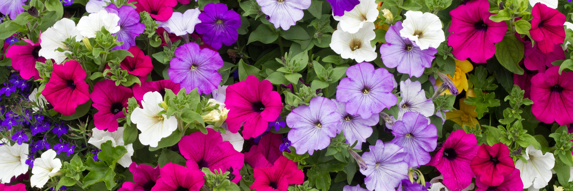 Petunia