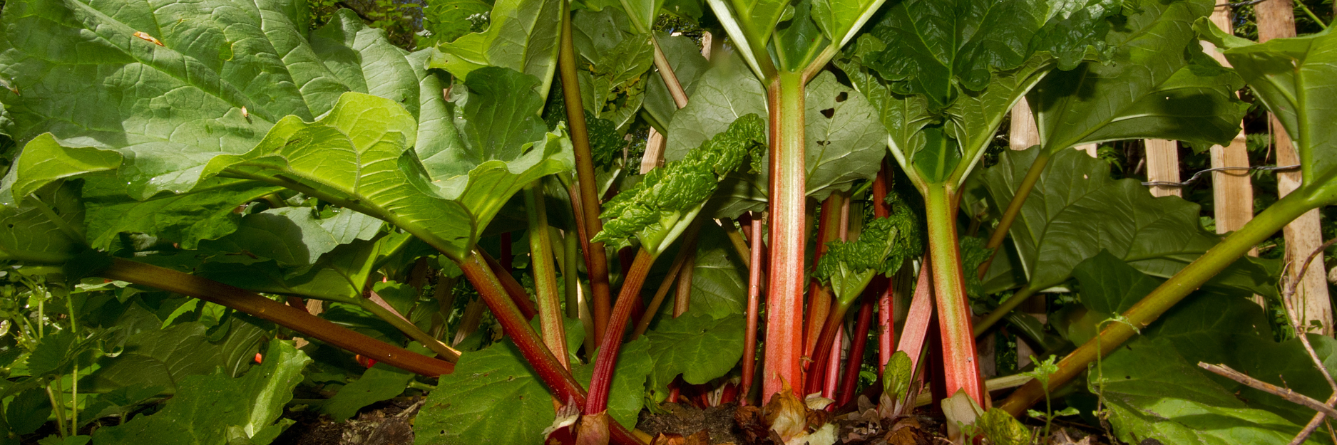 Rhubarb