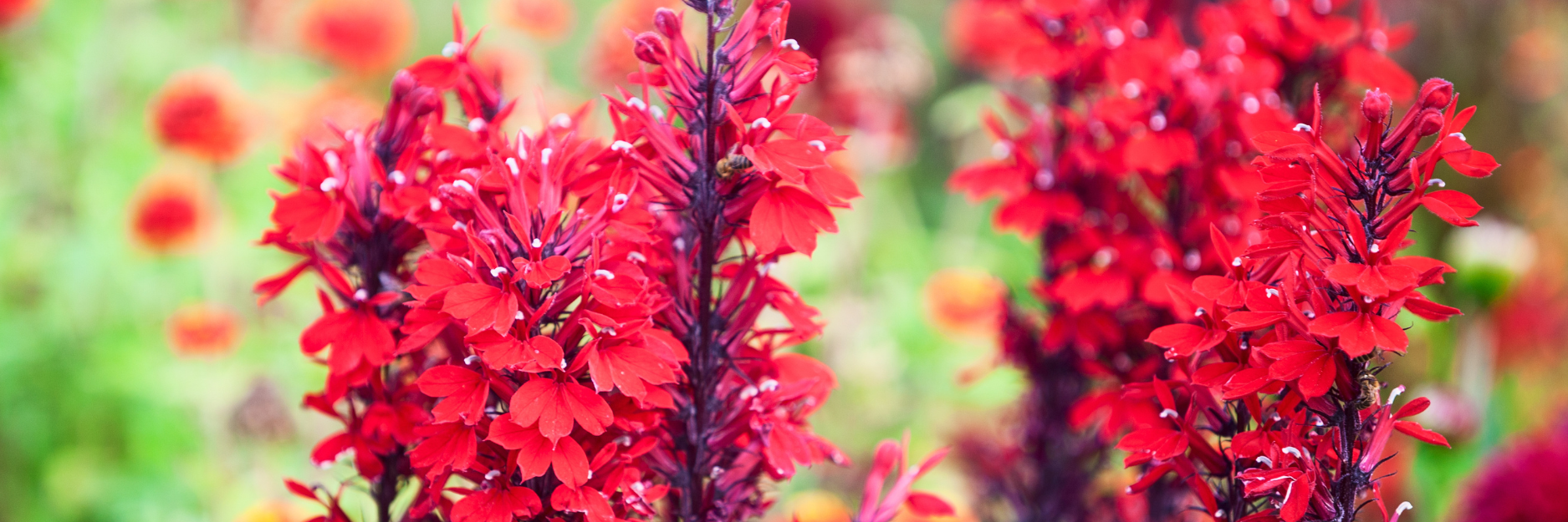 Hardy Lobelia