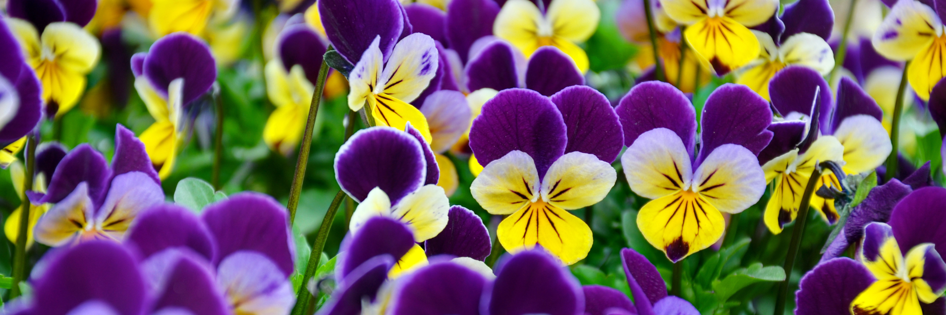 Viola