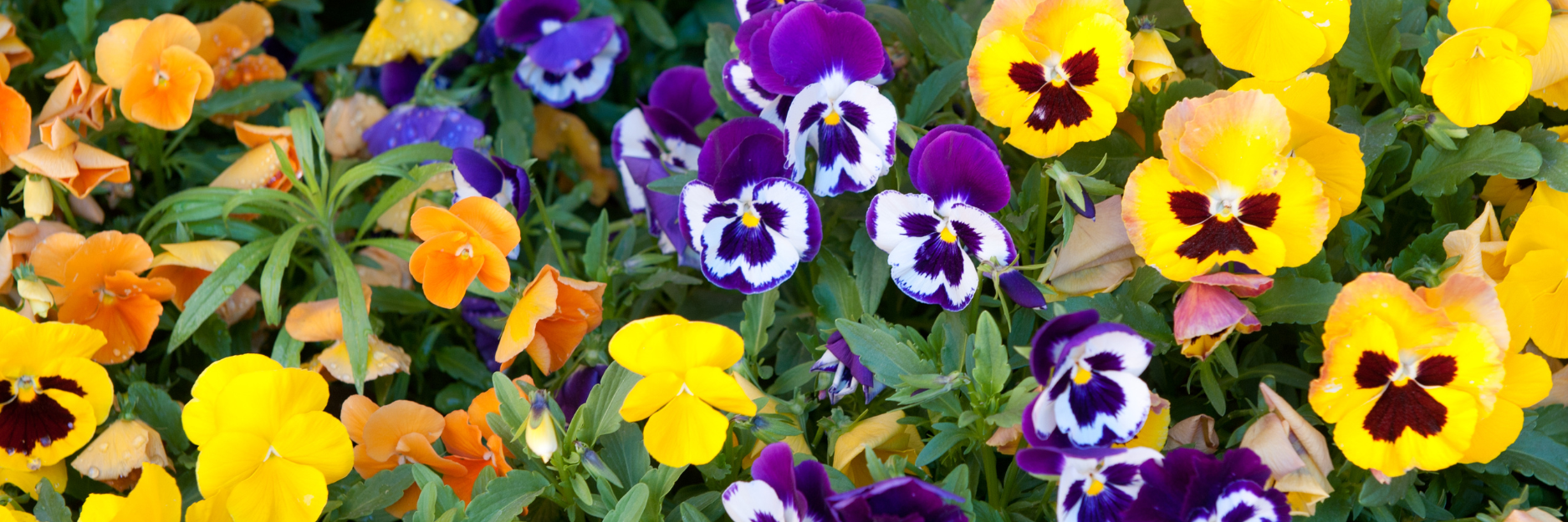 Pansy