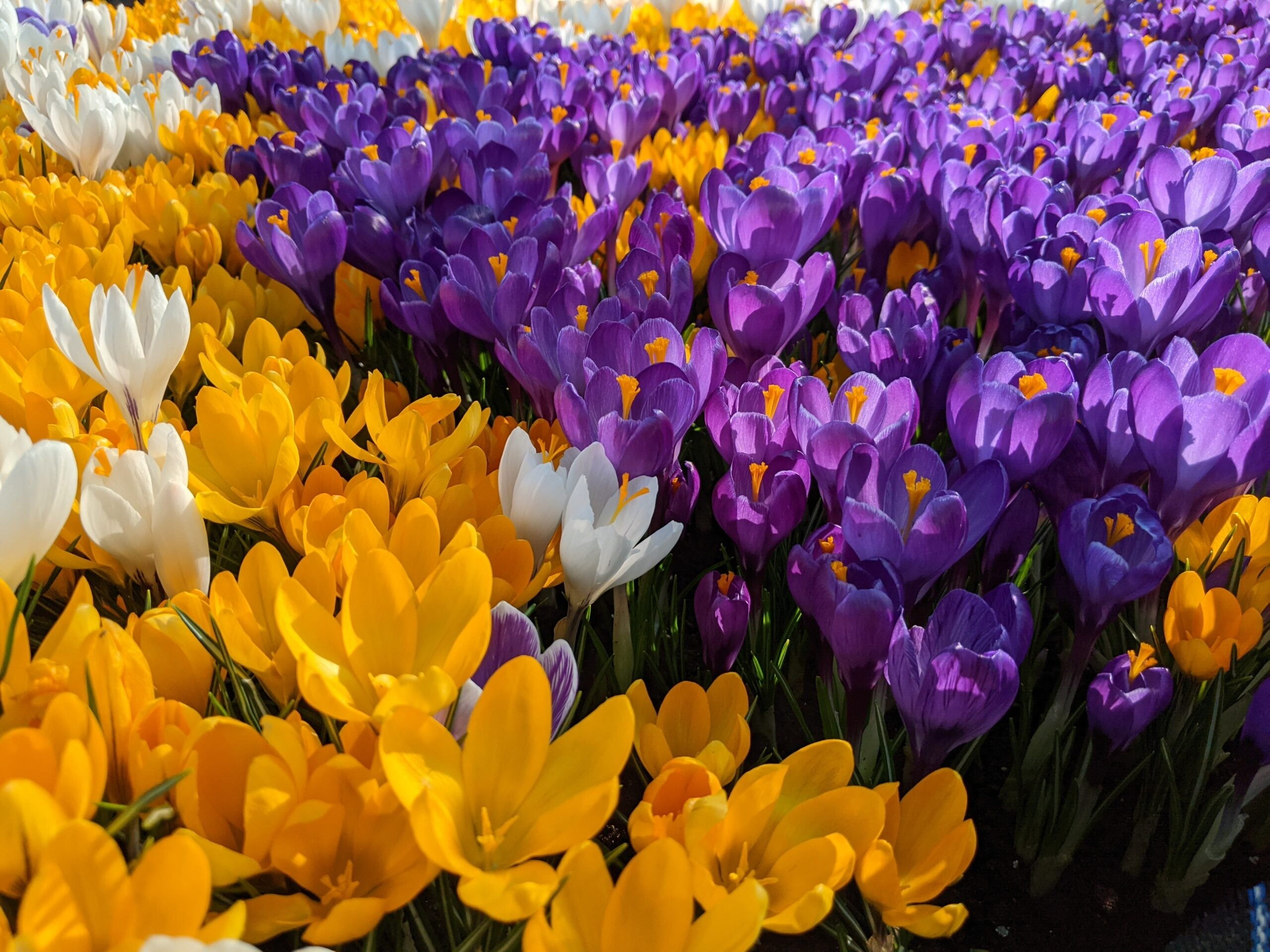 Crocus