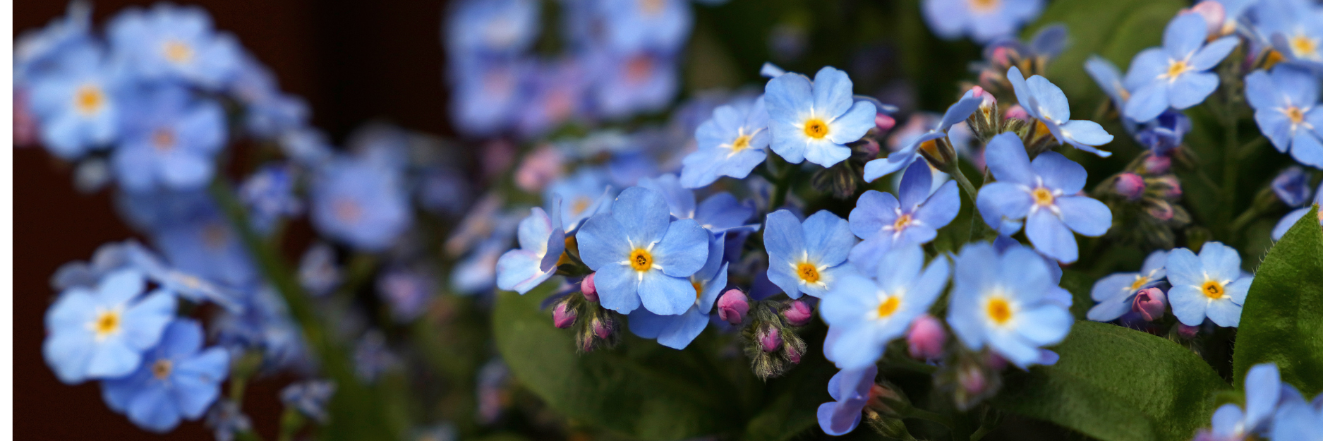 Myosotis