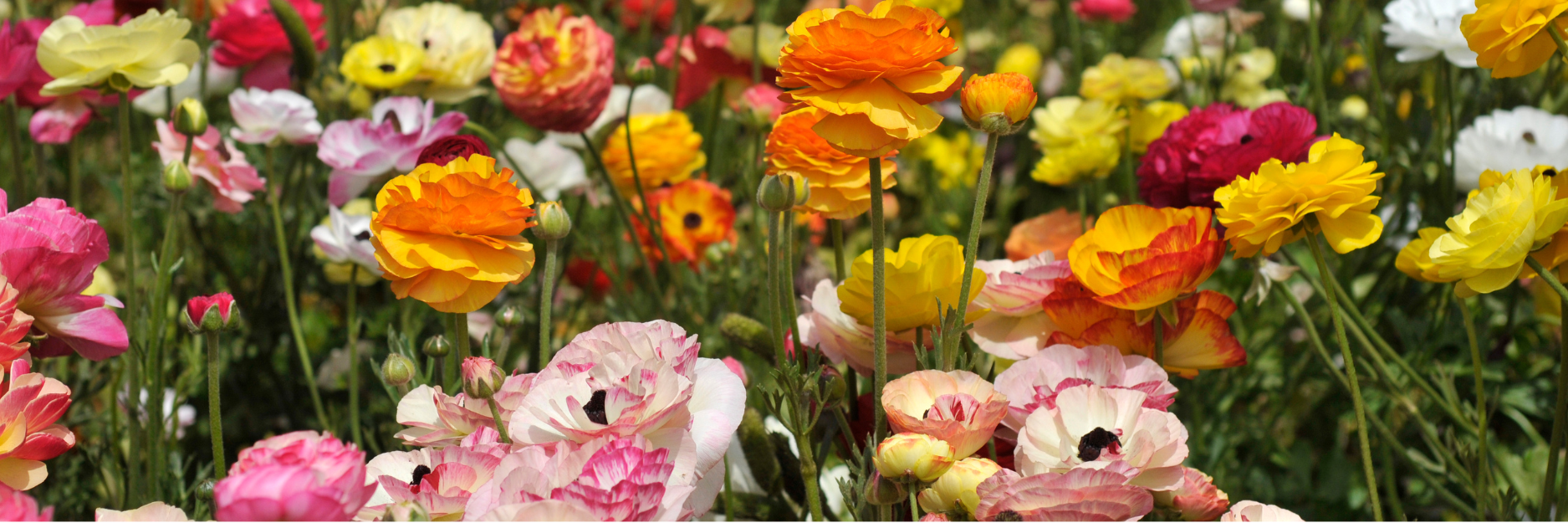 Ranunculus