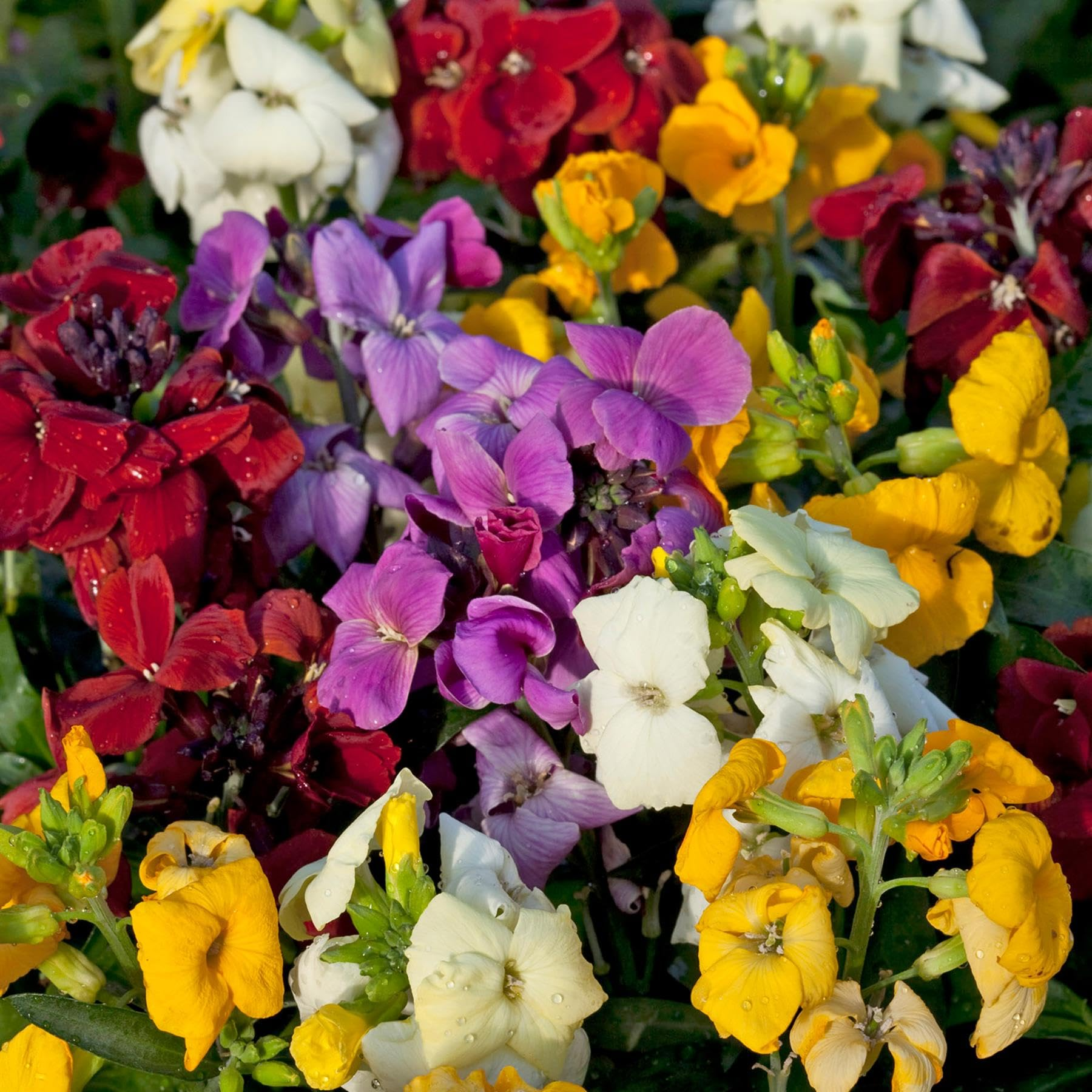 Wallflower