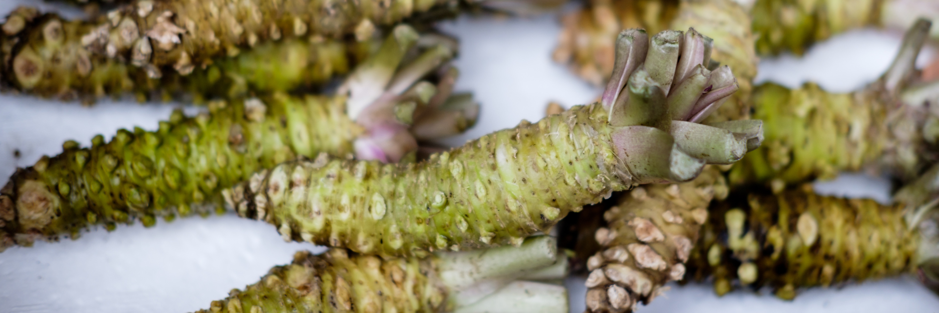 Wasabi