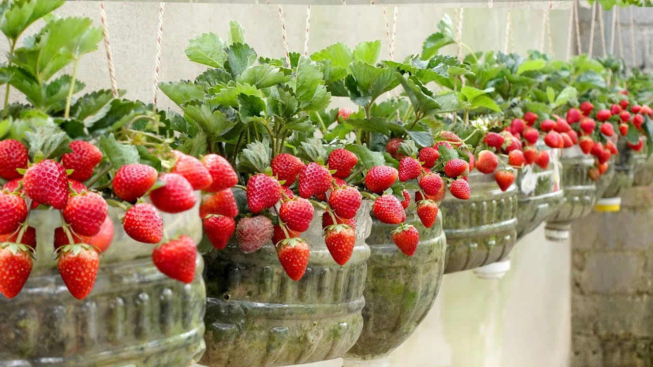 Strawberry
