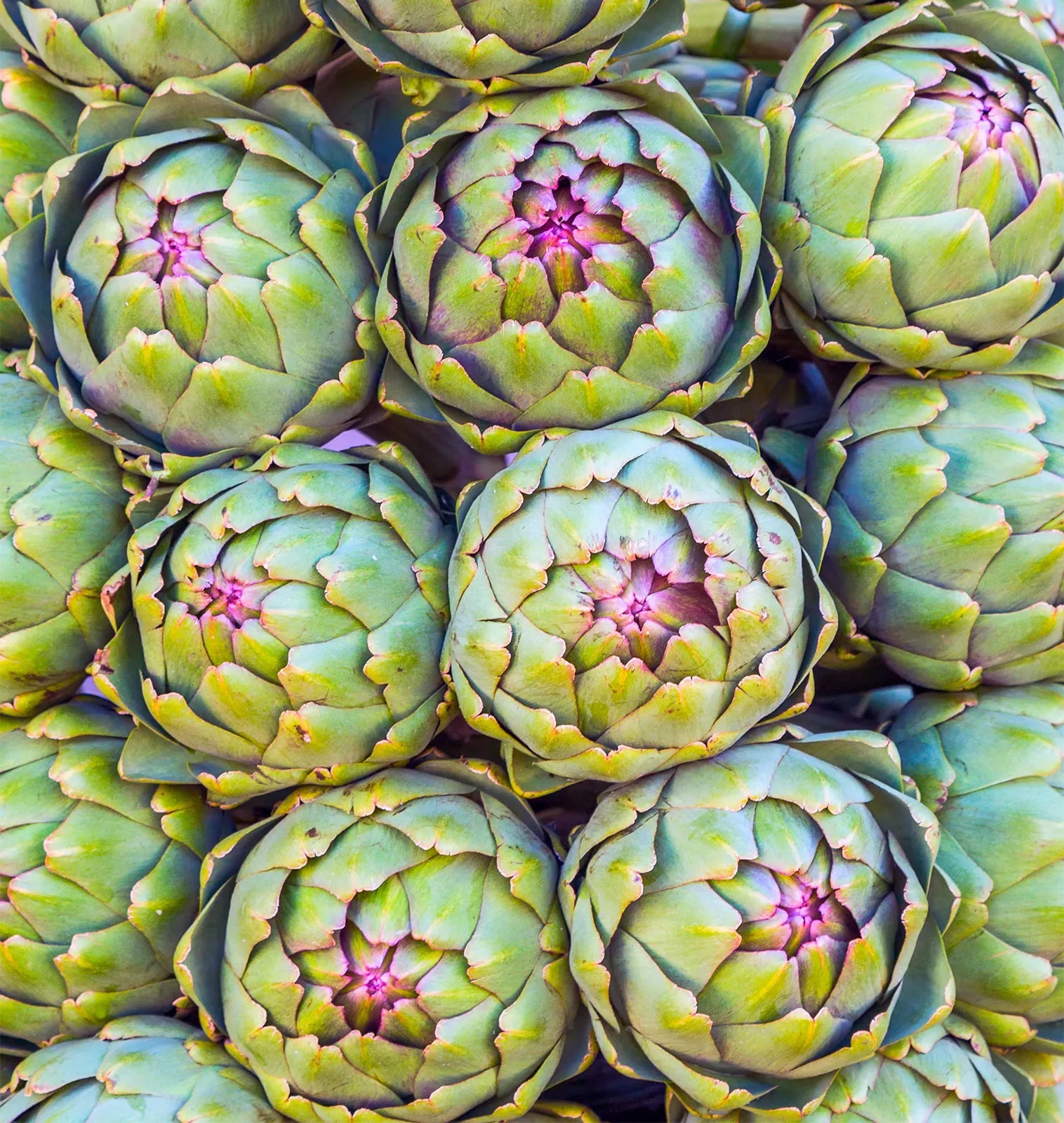 Artichoke