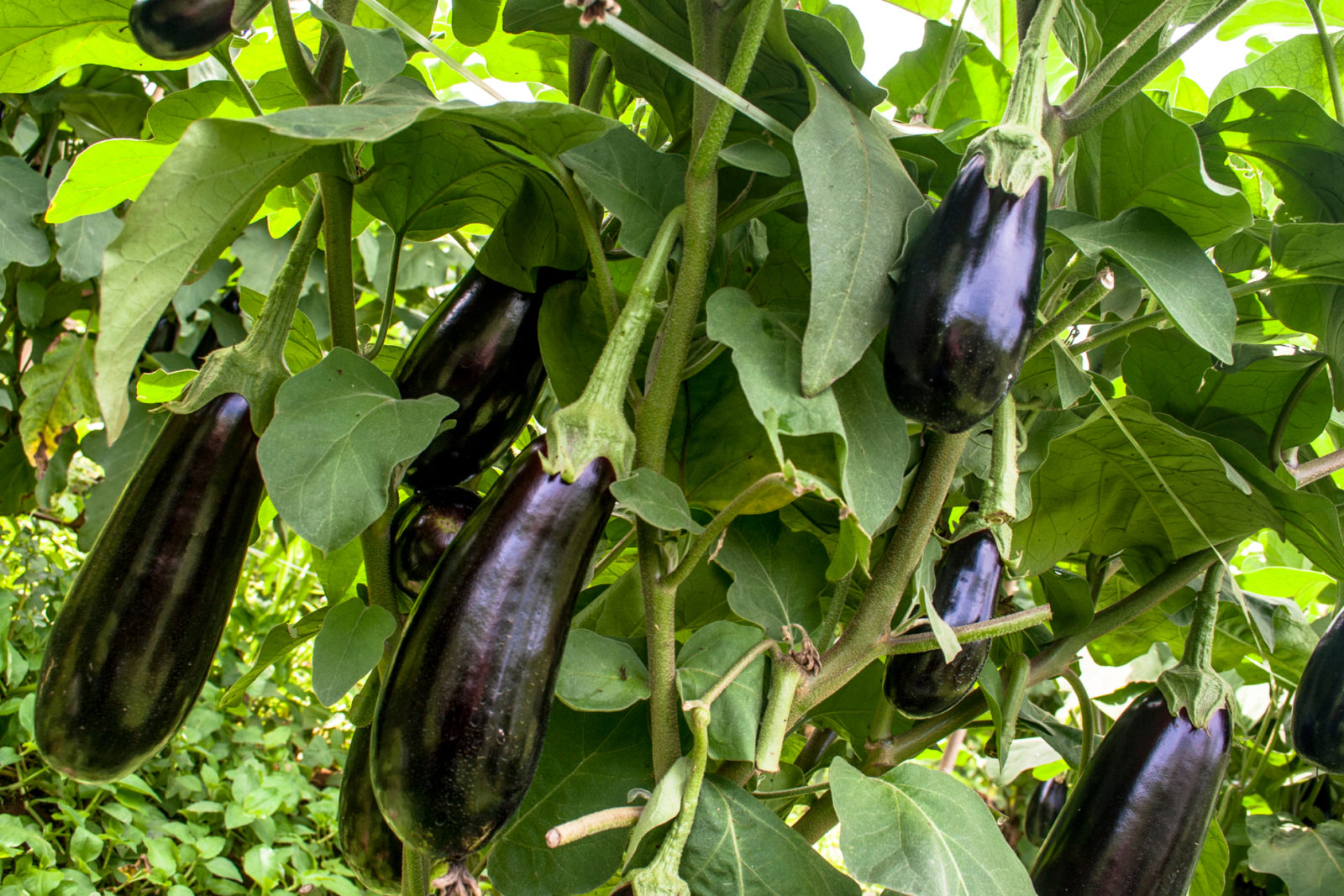 Aubergine