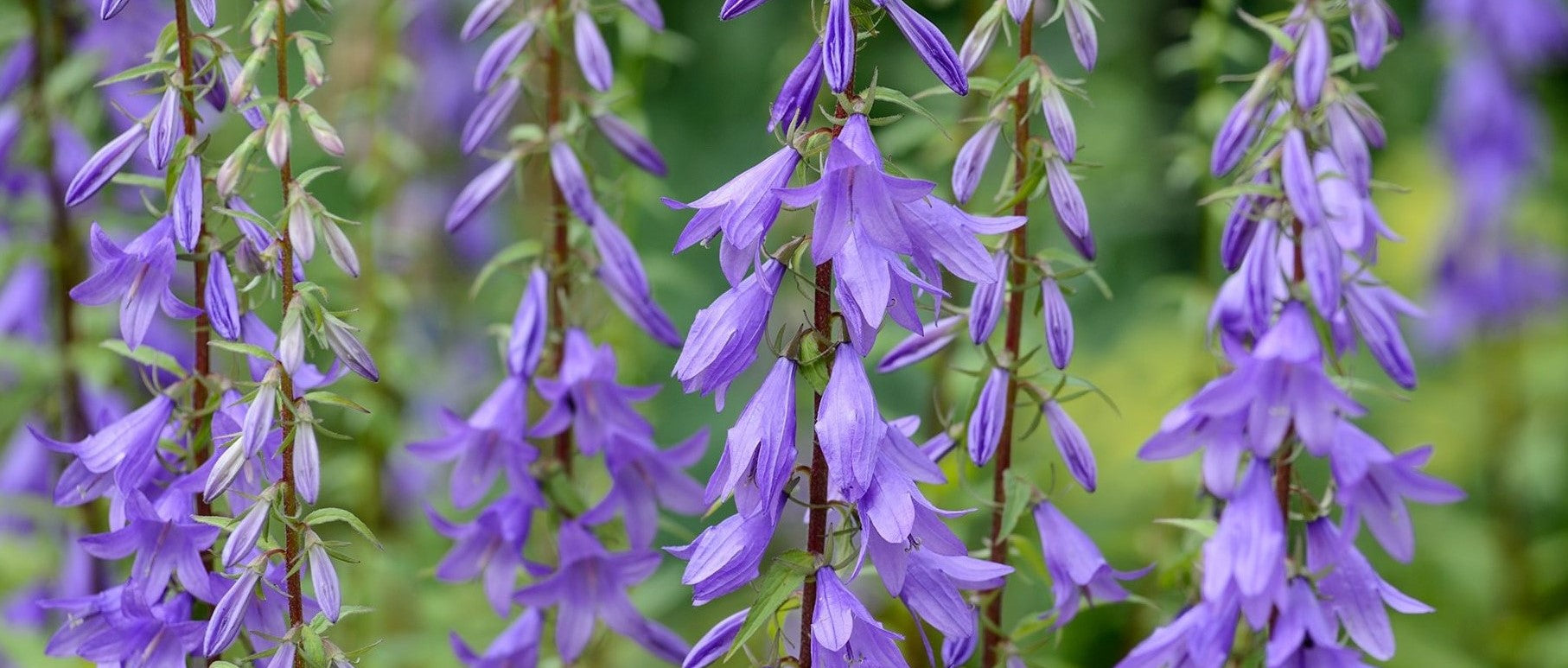 Campanula