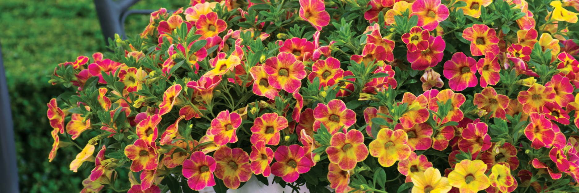 Calibrachoa