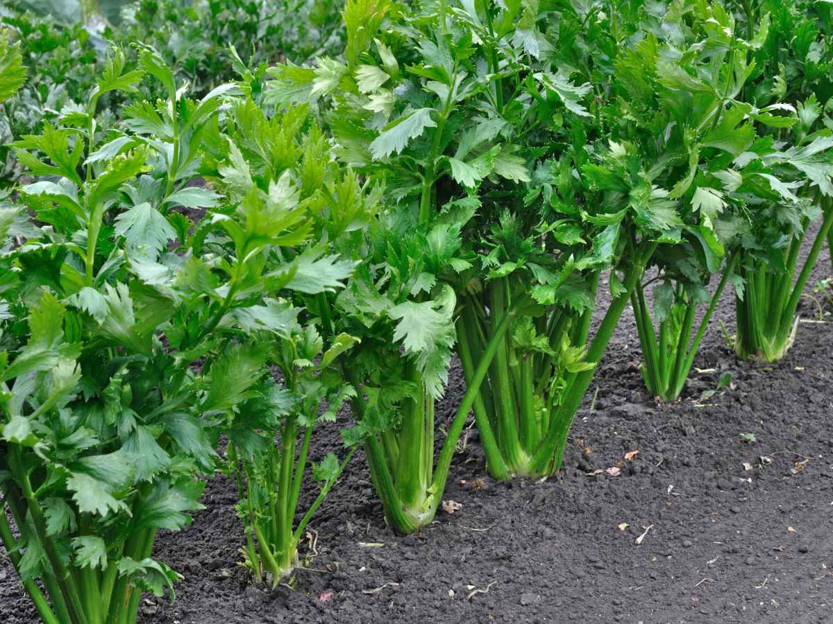 Celery & Celeriac