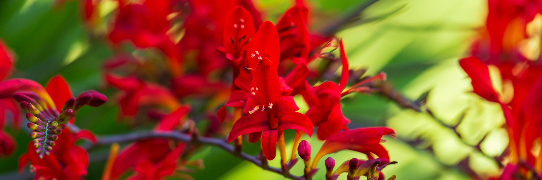 Crocosmia