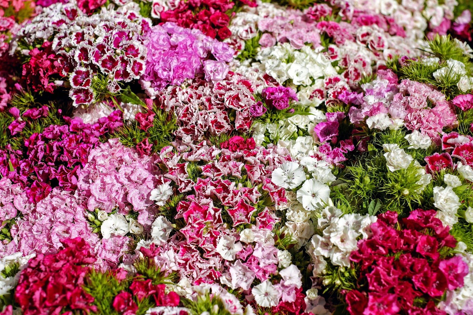 Dianthus