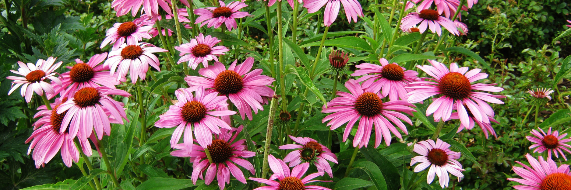 Echinacea