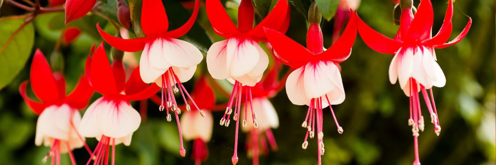 Fuchsia