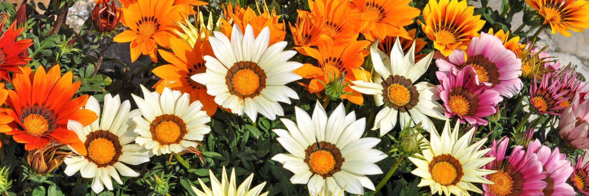 Gazania