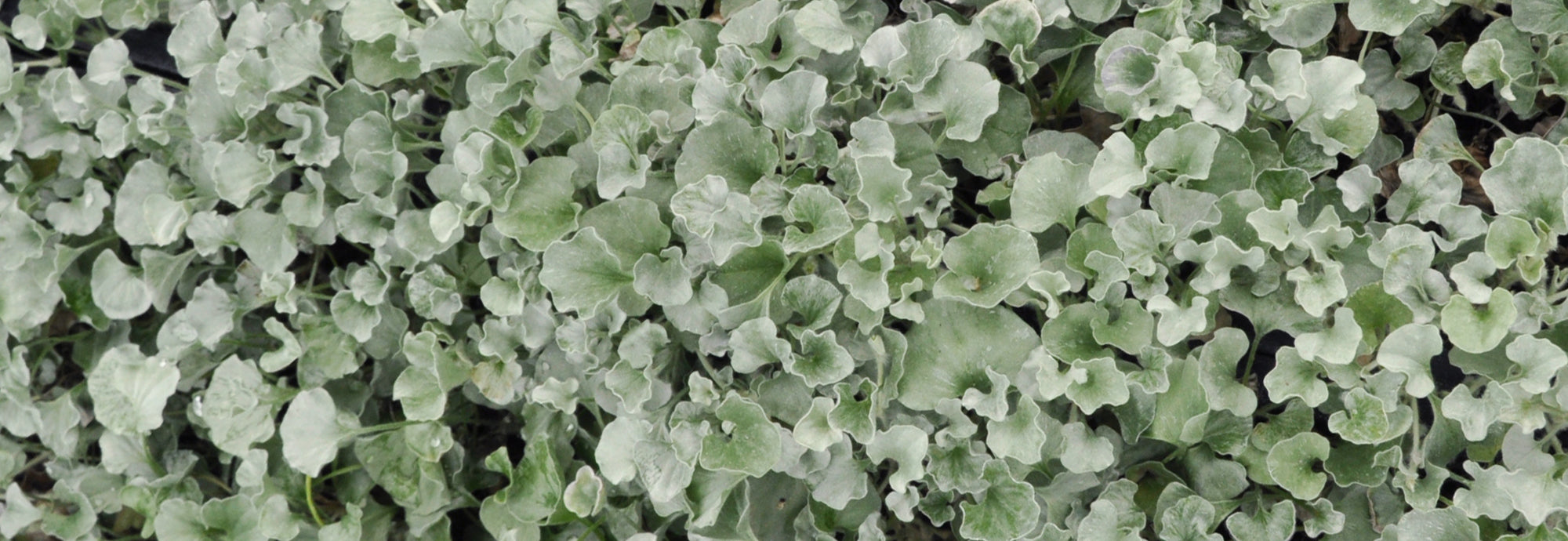 Dichondra