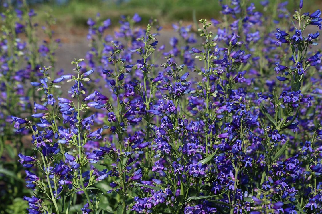 Penstemon