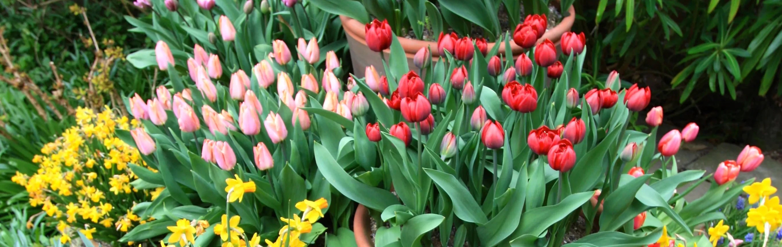 Bulbs