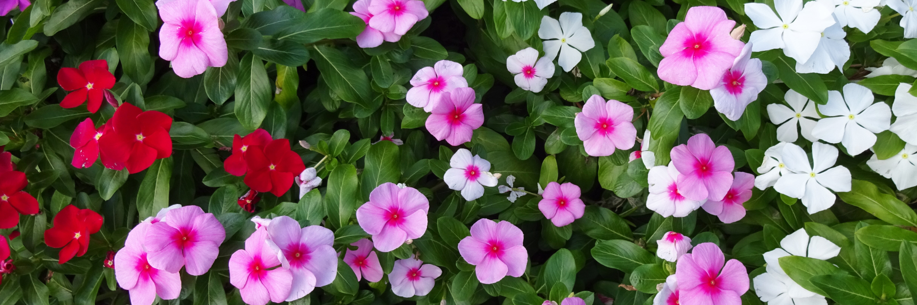 Impatiens