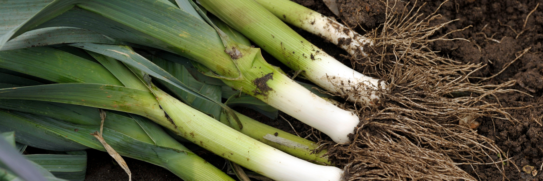 Leeks