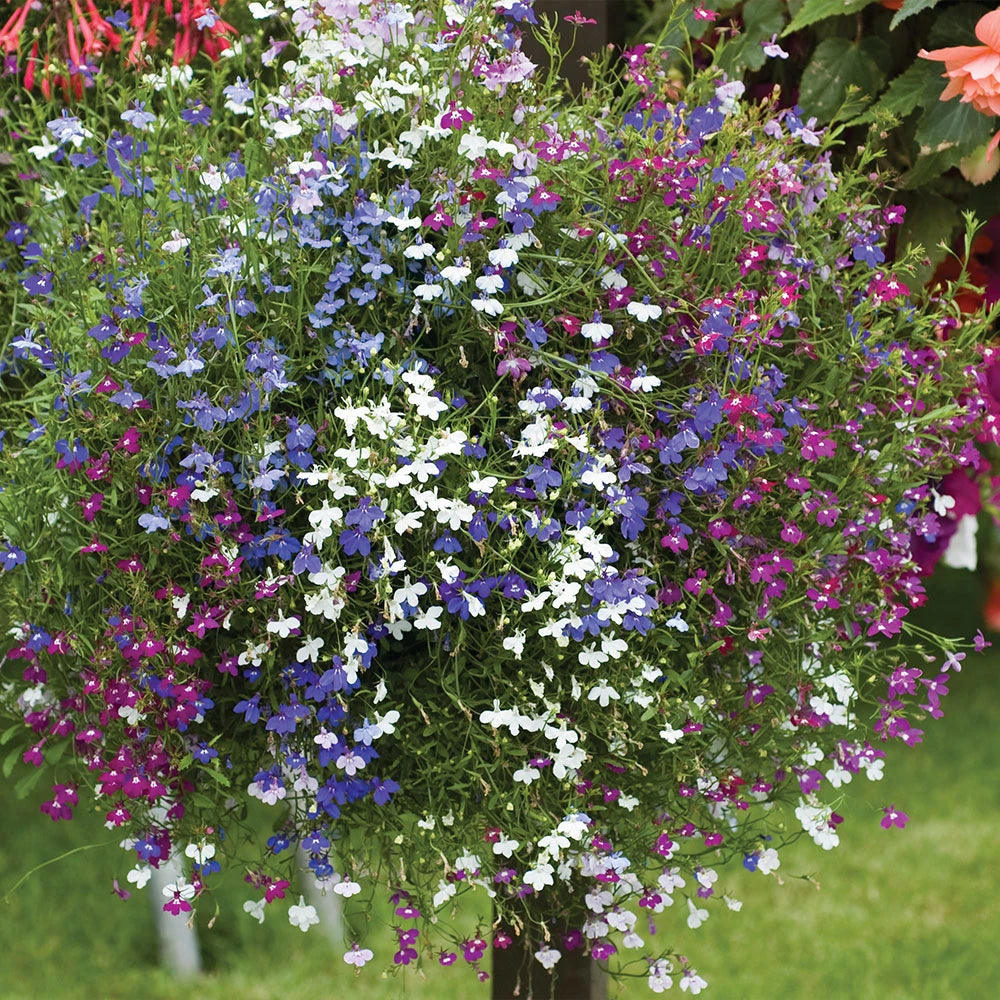 Lobelia