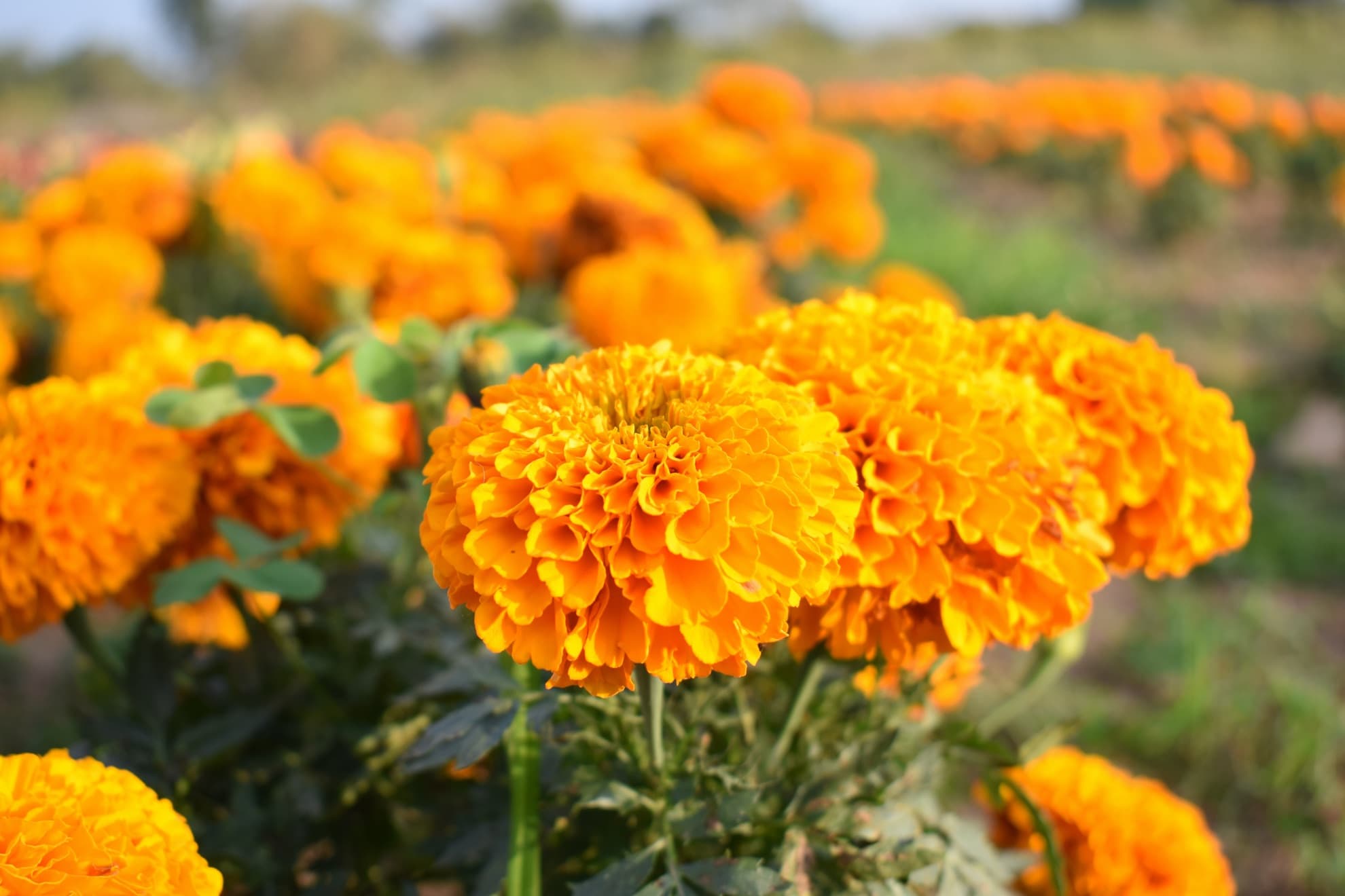 Marigold