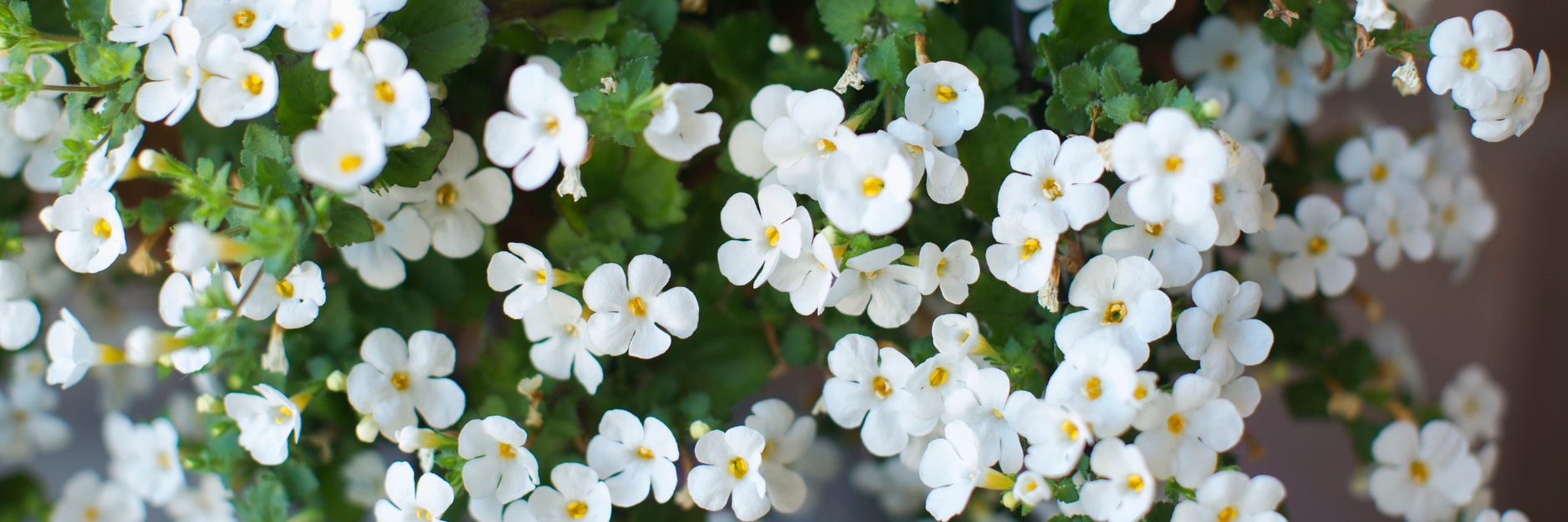 Bacopa