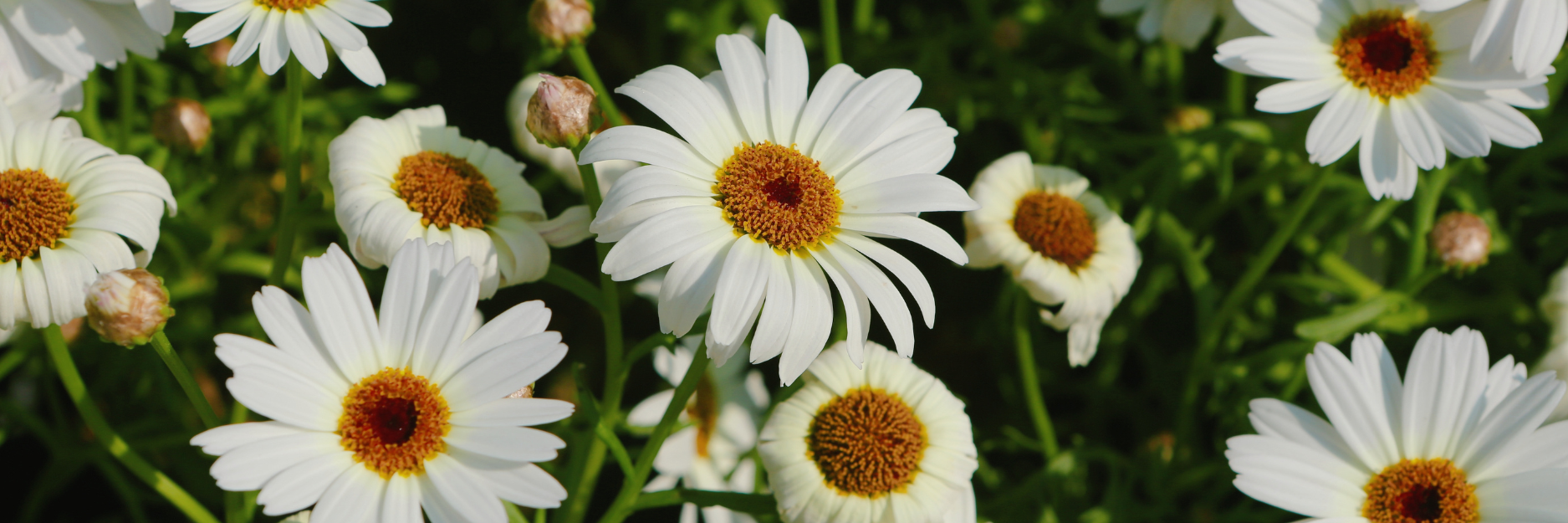 Leucanthemum